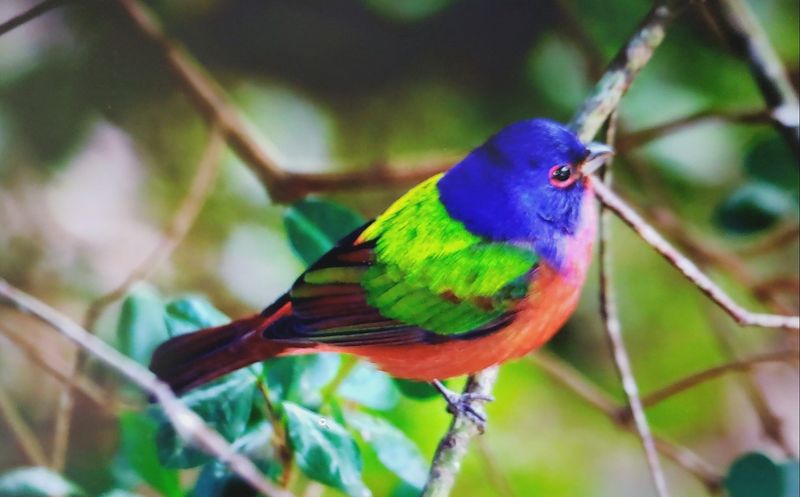 A First Visit May Mean Migration Is Moving Nearby