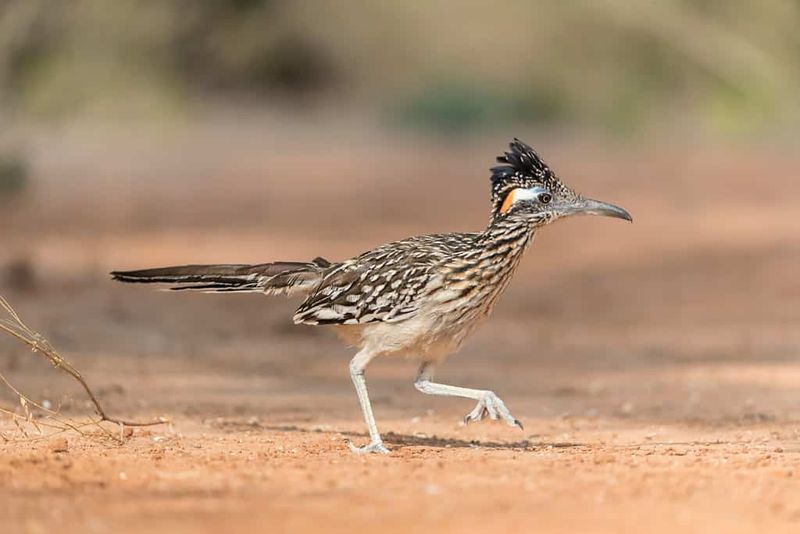 A First Visit May Reflect Nearby Territory