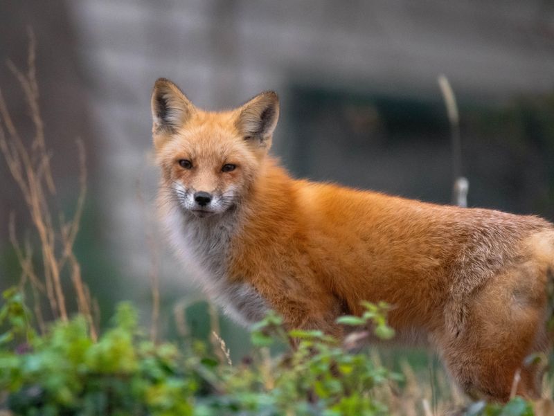 A Fox In The Yard May Signal Good Cover Close By