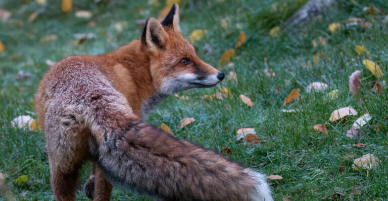 A Fox in Your Louisiana Yard Is Telling You Something About Your Property