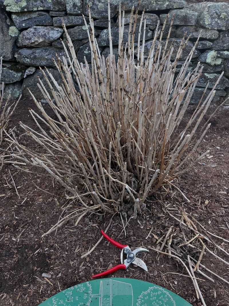 A Fresh Layer Of Mulch Around The Root Zone
