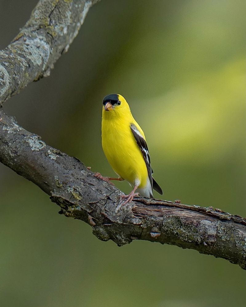 A Goldfinch Sighting Means Your Yard Is Doing Something Right