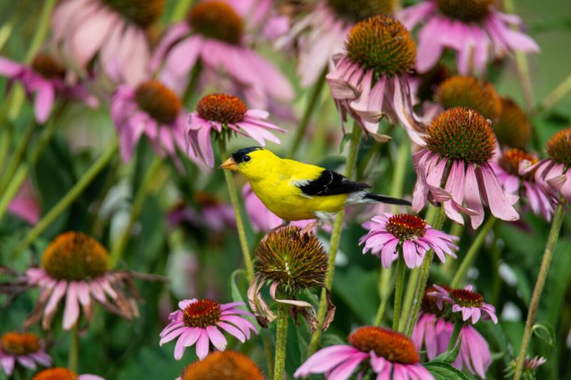 A Goldfinch Visit Often Signals A Yard Full Of Summer Seed Sources
