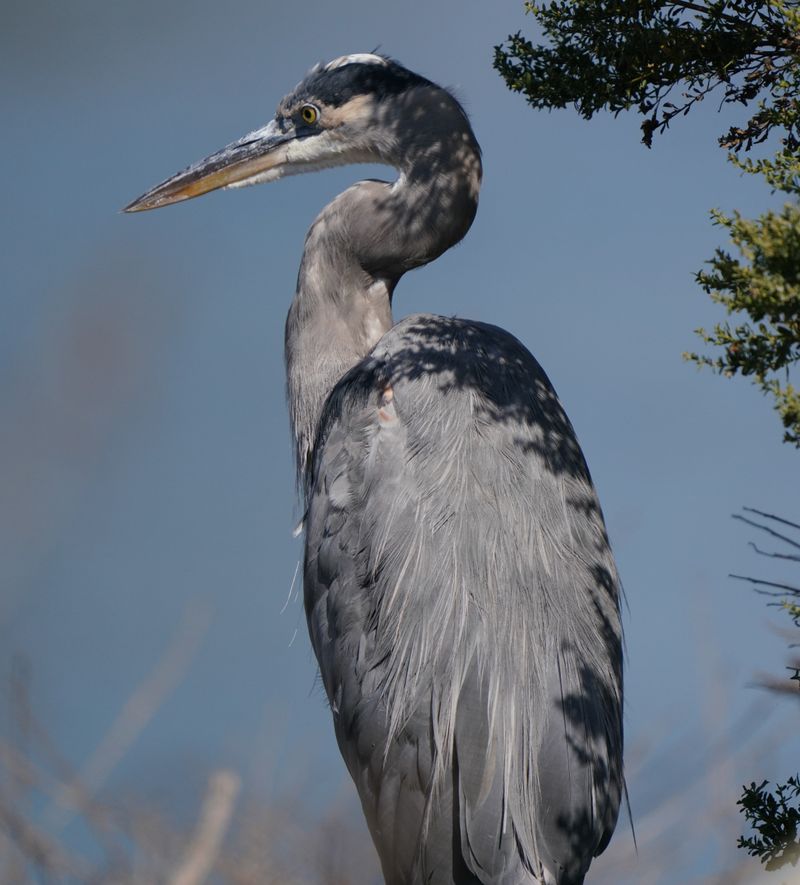 A Great Blue Heron Near Your Garden Is Looking For Food, Not A Sign