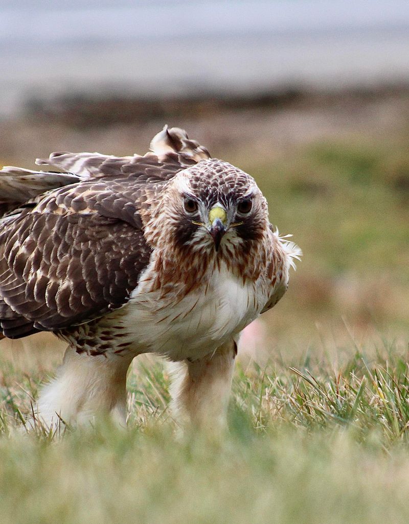 A Hawk Overhead Does Not Mean Your Yard Is Unsafe A Hawk Overhead Does Not Mean Your Yard Is Unsafe