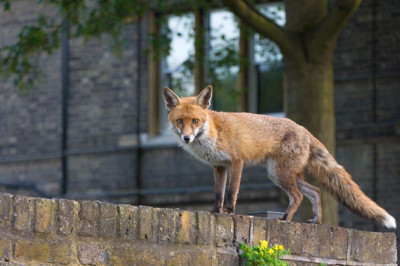 A Healthy Fox Usually Wants To Avoid You