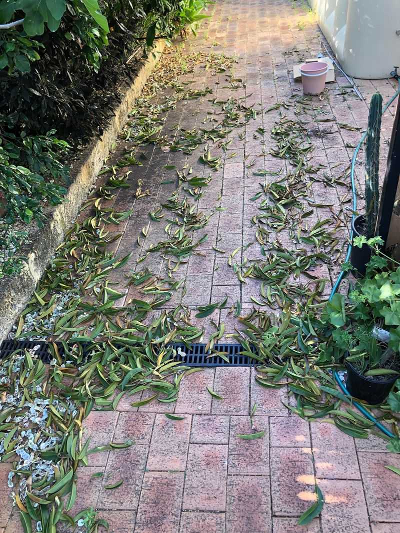 A Healthy Tree Dropping Leaves Is Usually Not Negligence A Healthy Tree Dropping Leaves Is Usually Not Negligence