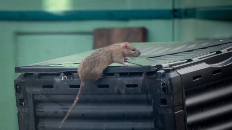 A Hidden Pile Can Become A Quiet Rat Shelter