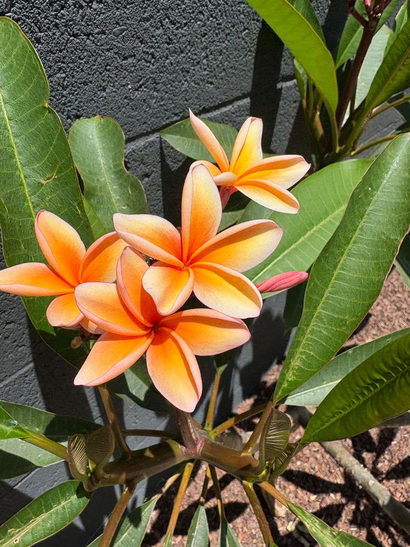 A High-Phosphorus Fertilizer Can Support Better Flowers A High-Phosphorus Fertilizer Can Support Better Flowers