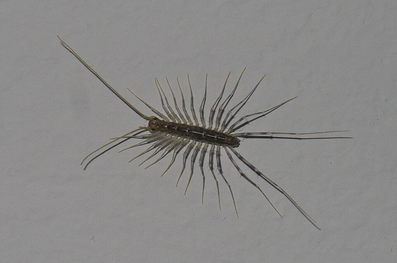 A House Centipede In Summer Is A Sign Your Home Has Other Bugs