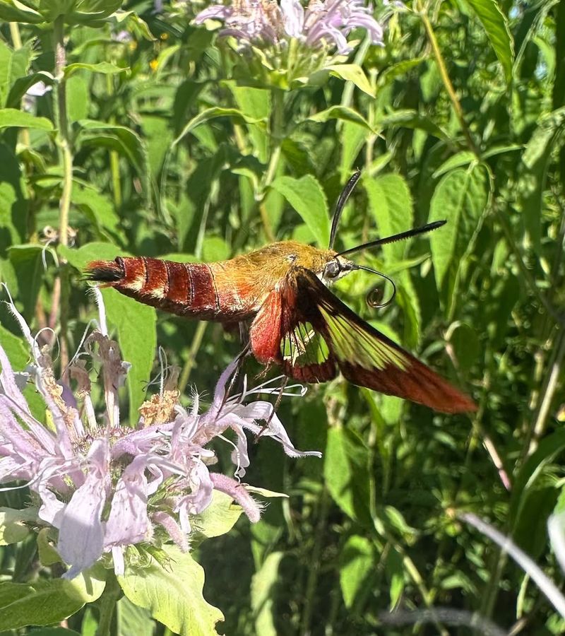A Hummingbird Moth Means Your Garden Has Nectar Worth Finding A Hummingbird Moth Means Your Garden Has Nectar Worth Finding