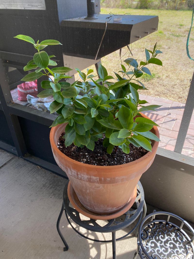 A Large Container With Room For Roots
