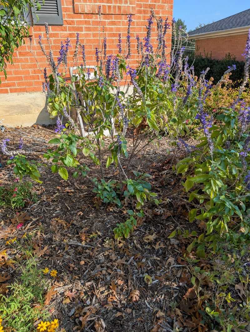A Light Summer Cutback Keeps Salvias Upright A Light Summer Cutback Keeps Salvias Upright