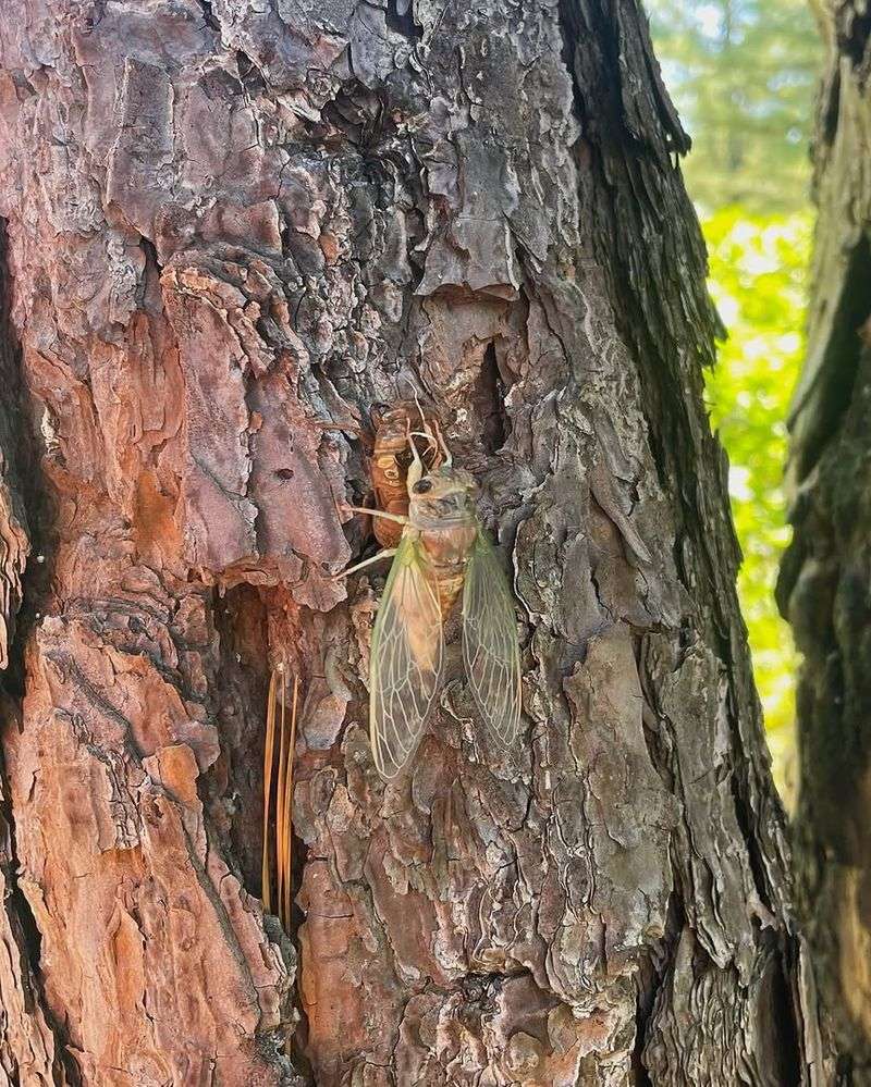 A Loud Yard Does Not Usually Mean Tree Damage