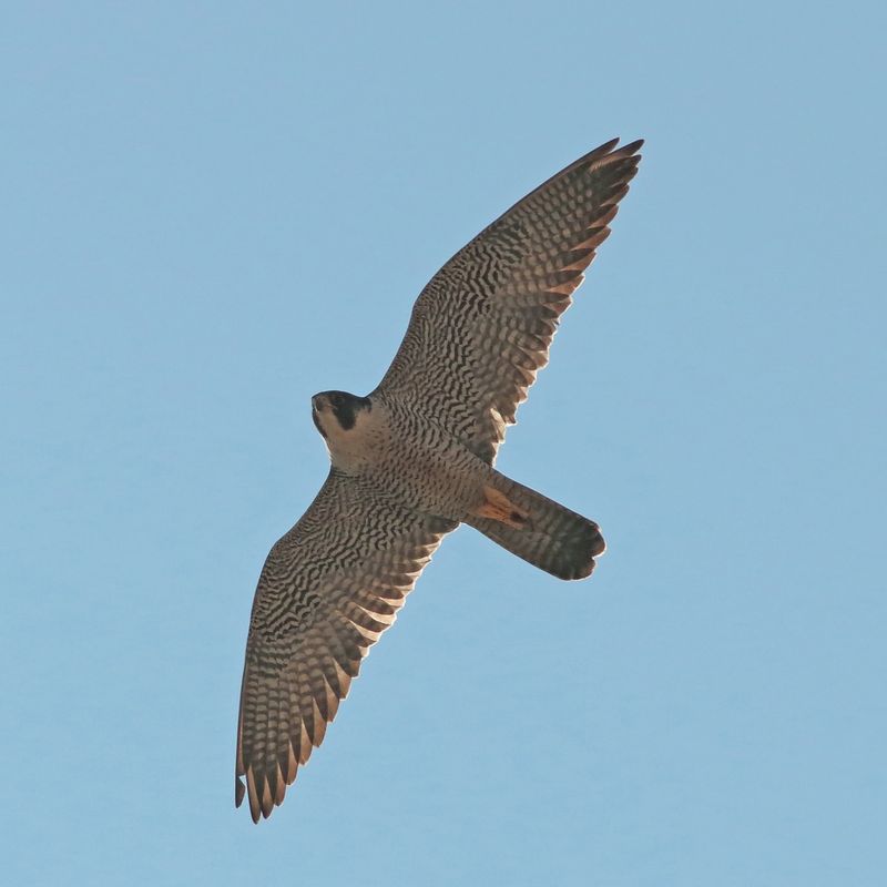 A Low-Circling Hawk Means Your Yard Has Its Attention A Low-Circling Hawk Means Your Yard Has Its Attention