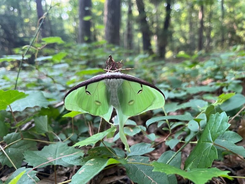 A Luna Moth Means Your Yard Still Feels Connected To The Woods