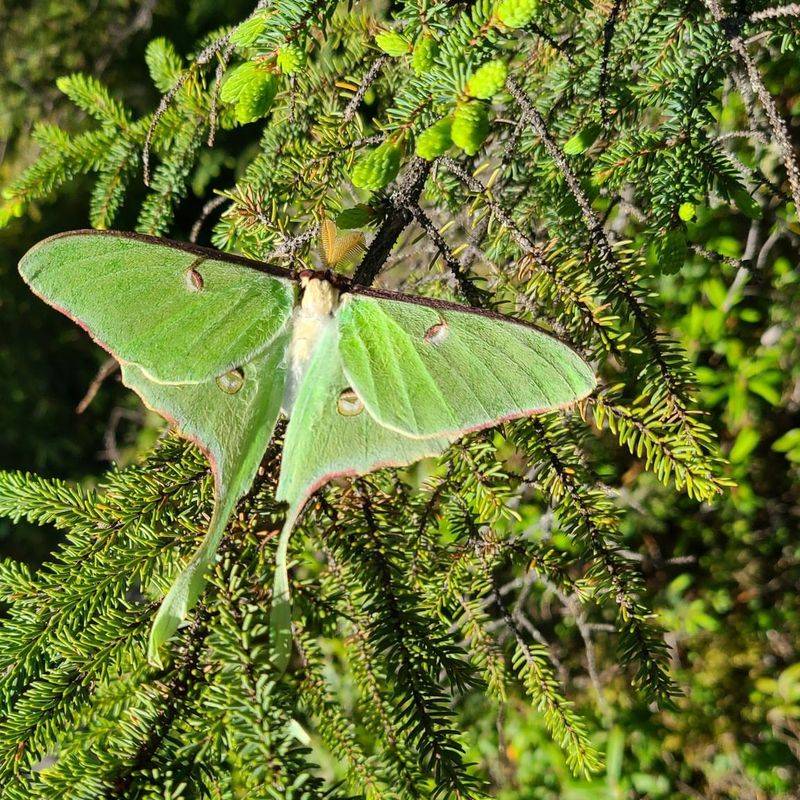 A Luna Moth Sighting Means Your Yard Supports More Than Flowers