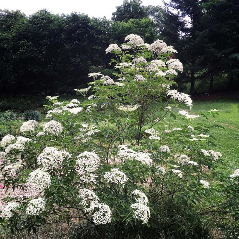 A Managed Edge Matters More Than The Shrub Alone