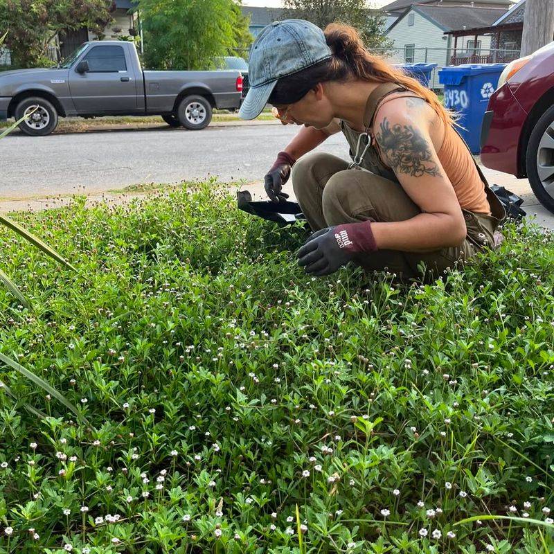 A Messy Planting Can Still Lose The Argument