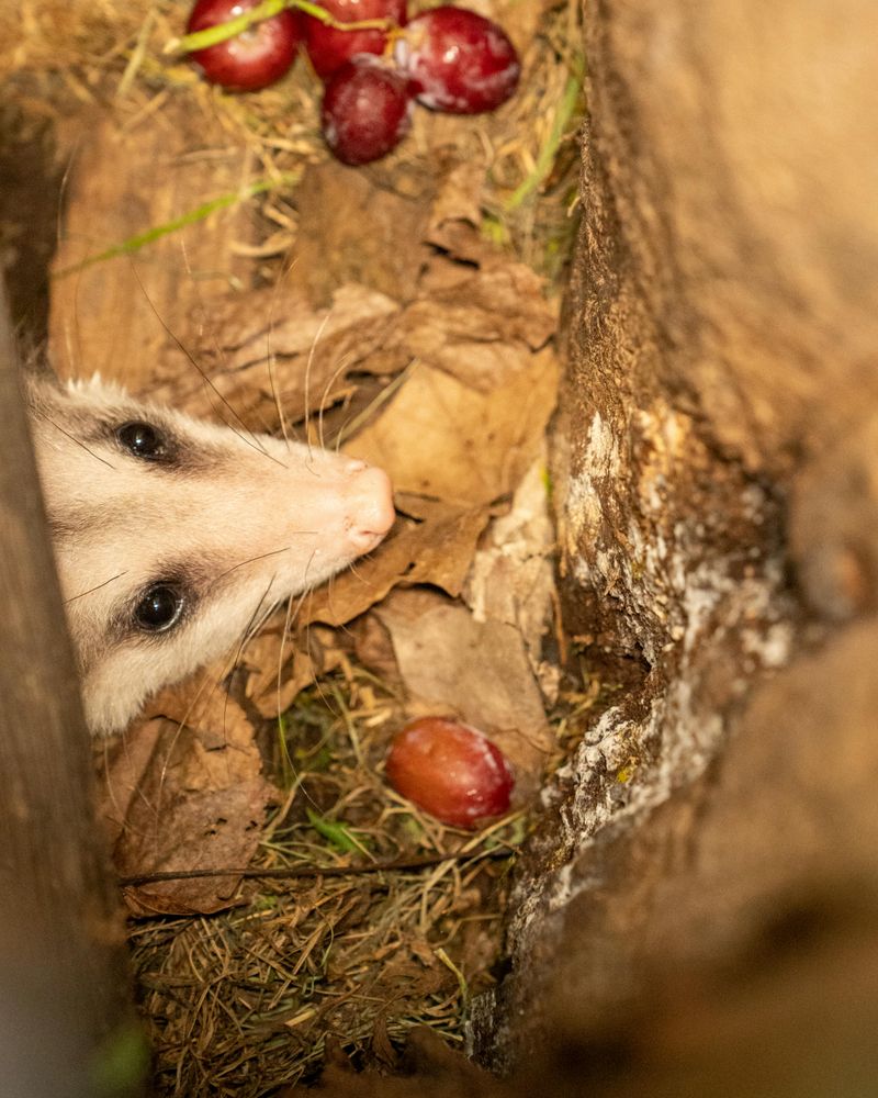 A Motionless Animal Playing Opossum