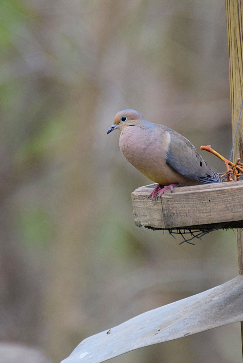 A Mourning Dove Chose Your Yard For A Reason A Mourning Dove Chose Your Yard For A Reason