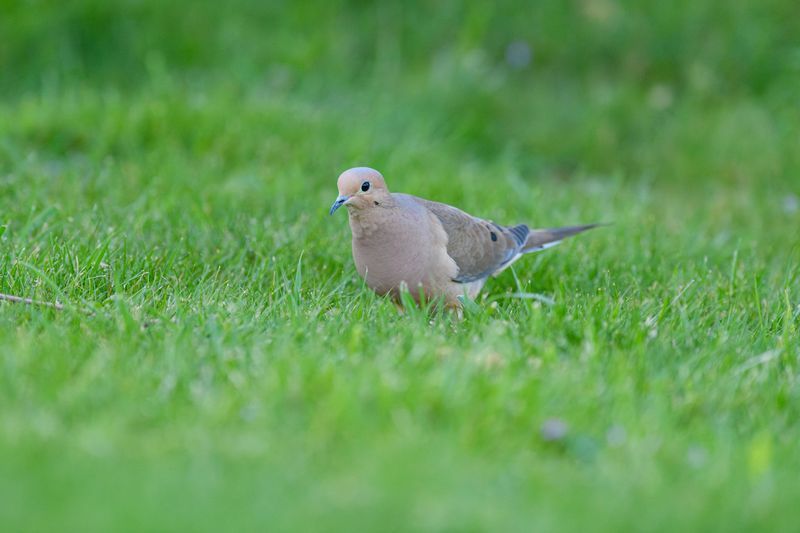 A Mourning Dove Chose Your Yard For A Reason