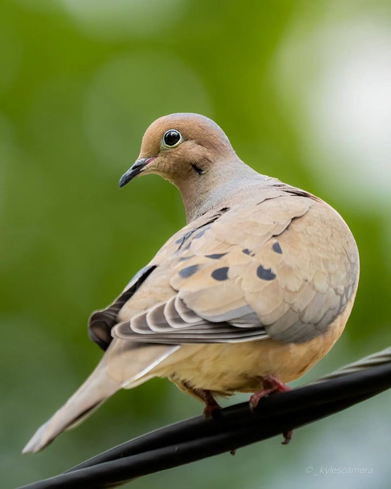 A Mourning Dove Visit Is Common In Texas