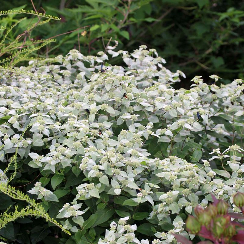 A Native Choice For Mosquito-Aware Gardens A Native Choice For Mosquito-Aware Gardens