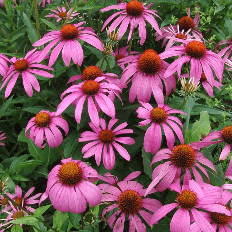 A Native Perennial With Easy Style
