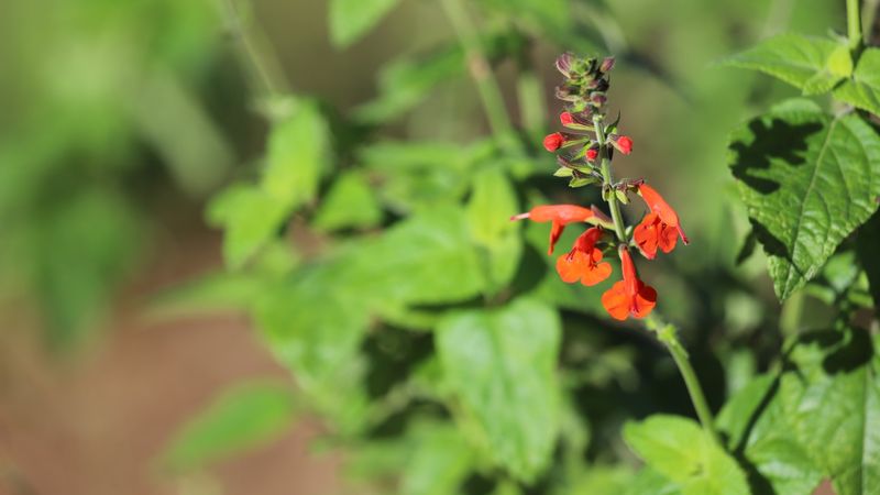 A Native Wildflower Can Still Look Neat Enough For HOA Streetscapes