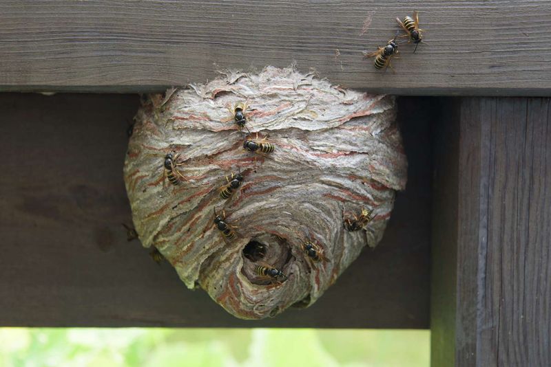A Nearby Nest May Be Supporting Heavy Traffic