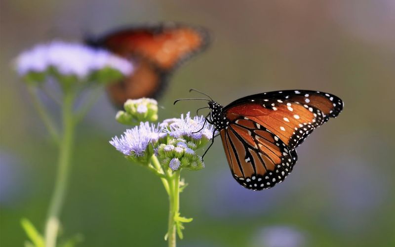 A Nectar Powerhouse
