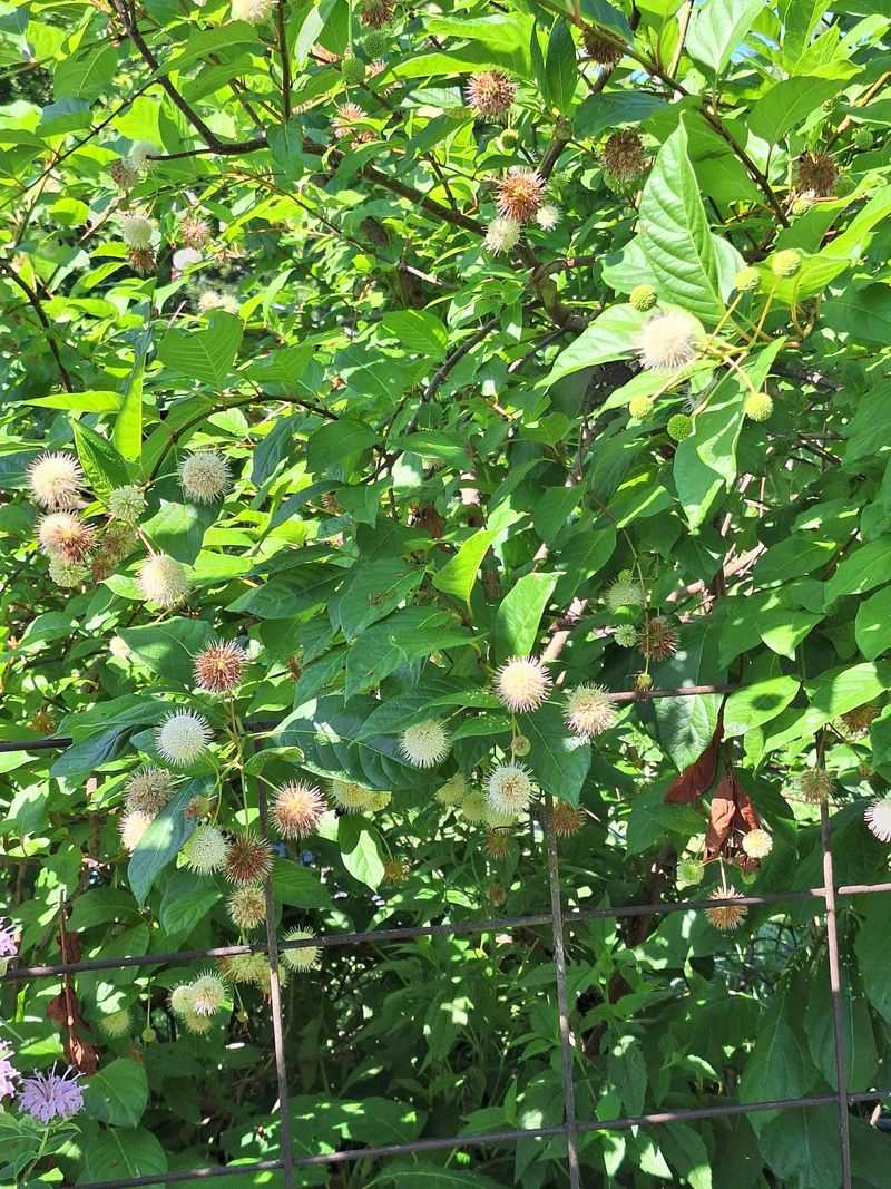A Nectar Station Next To Milkweed Serves Monarchs 