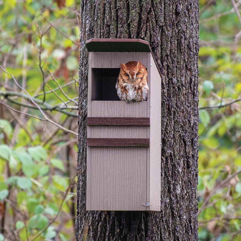 A Nest Box May Help Only In The Right Habitat A Nest Box May Help Only In The Right Habitat