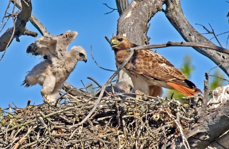 A Nest Is Nearby A Nest Is Nearby