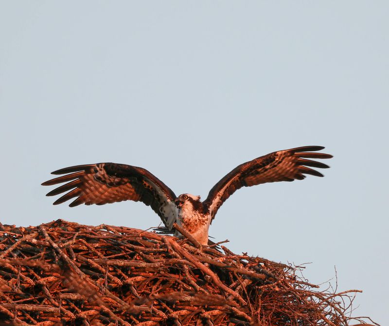 A Nesting Territory Is Close By A Nesting Territory Is Close By