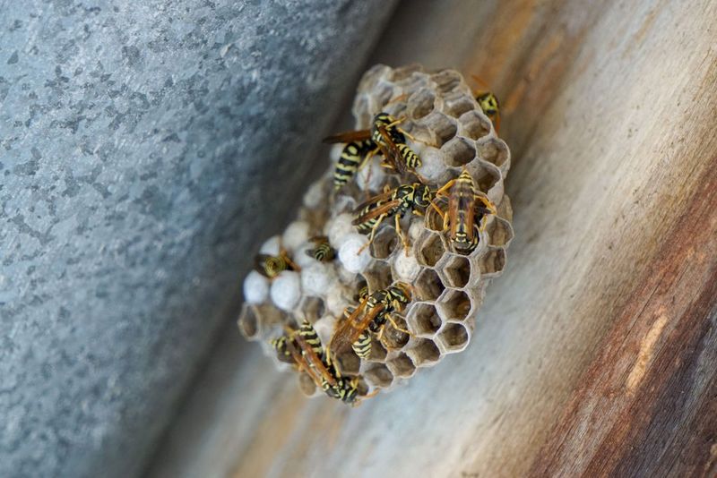 A New Wasp Nest Means Your Porch Offers Shelter A New Wasp Nest Means Your Porch Offers Shelter