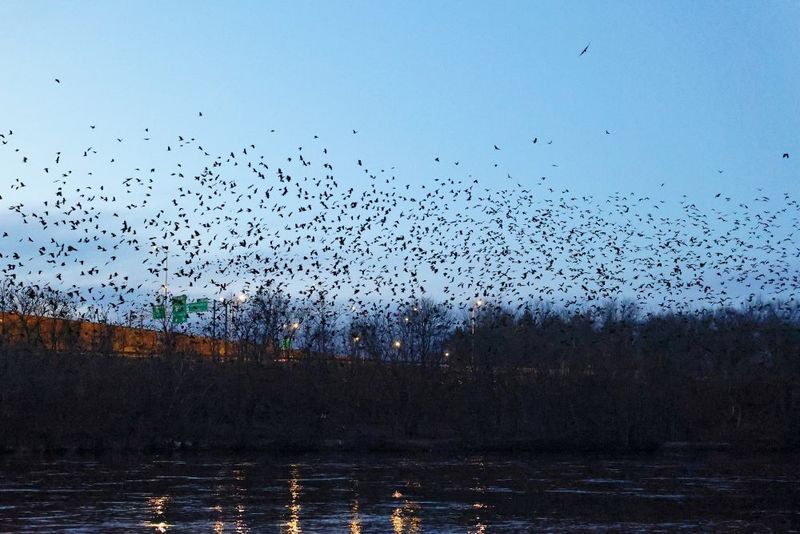 A Night Roost May Be Forming A Night Roost May Be Forming