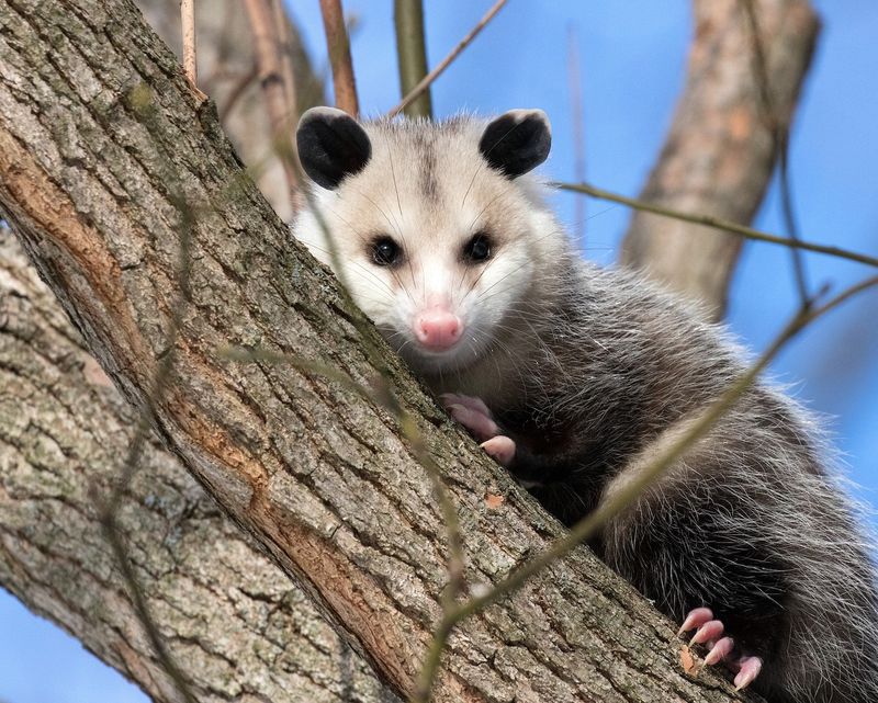 A Nighttime Visitor May Be Cleaning Up More Than You Think