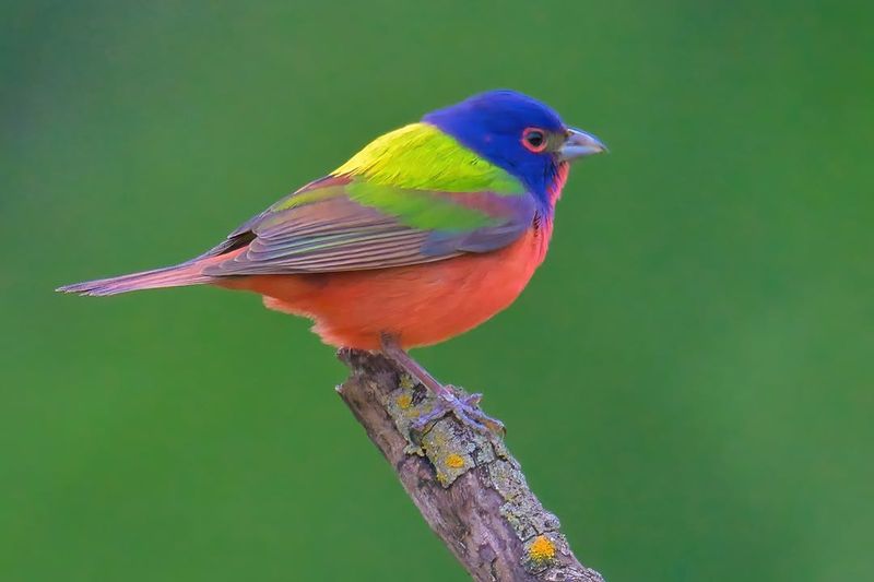 A Painted Bunting Visit Means Your Yard Offered Safety