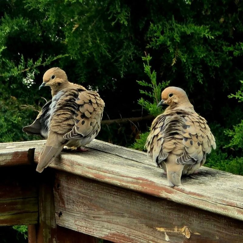 A Pair May Be Looking For A Nest Site