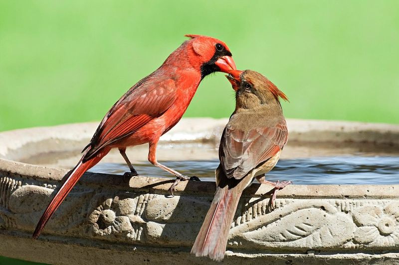 A Pair May Be Nesting Nearby