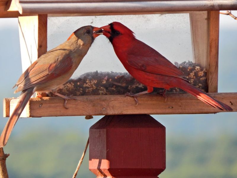 A Pair Of Cardinals May Reflect Normal Mated Behavior A Pair Of Cardinals May Reflect Normal Mated Behavior