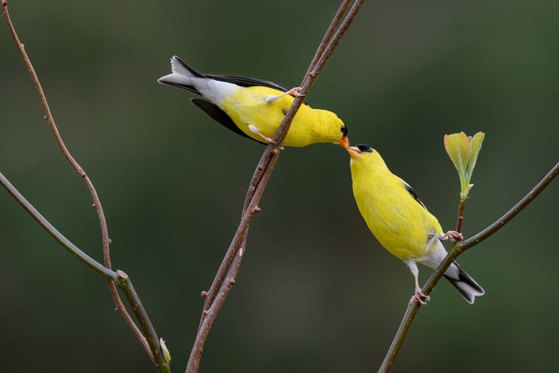 A Pair Of Goldfinches Points To Safe Cover Nearby