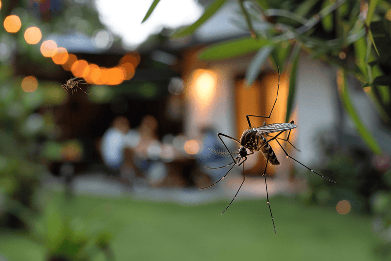 A Patio Planting Is Not Mosquito Control