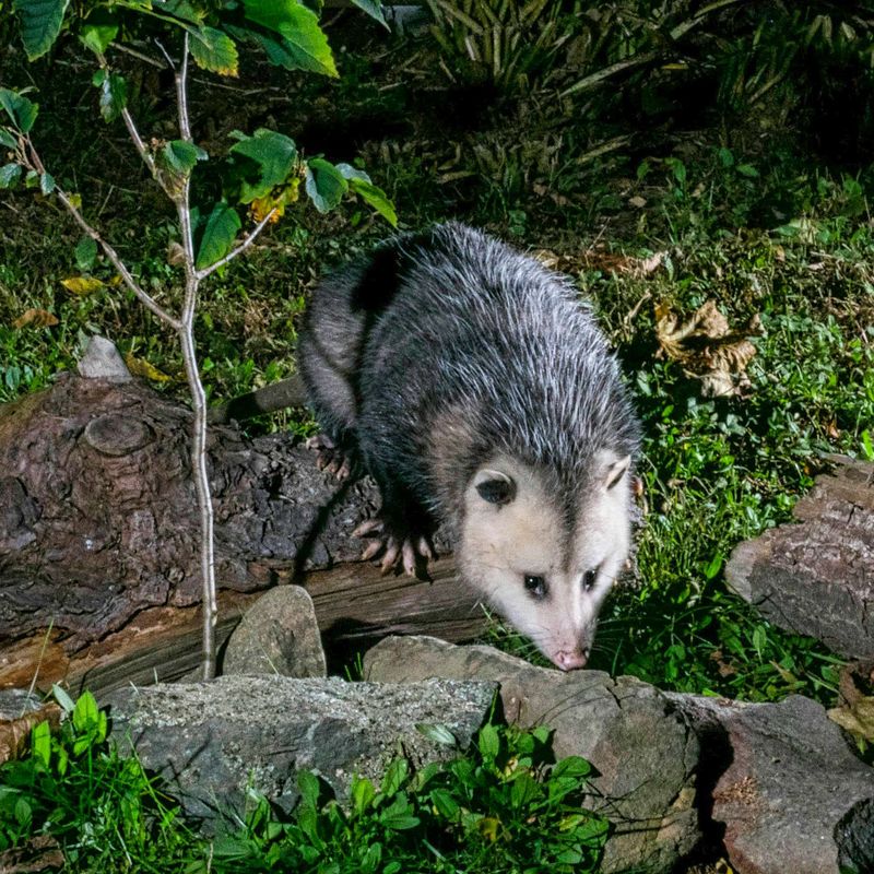 A Possum Sighting Points To A Working Backyard Food Web