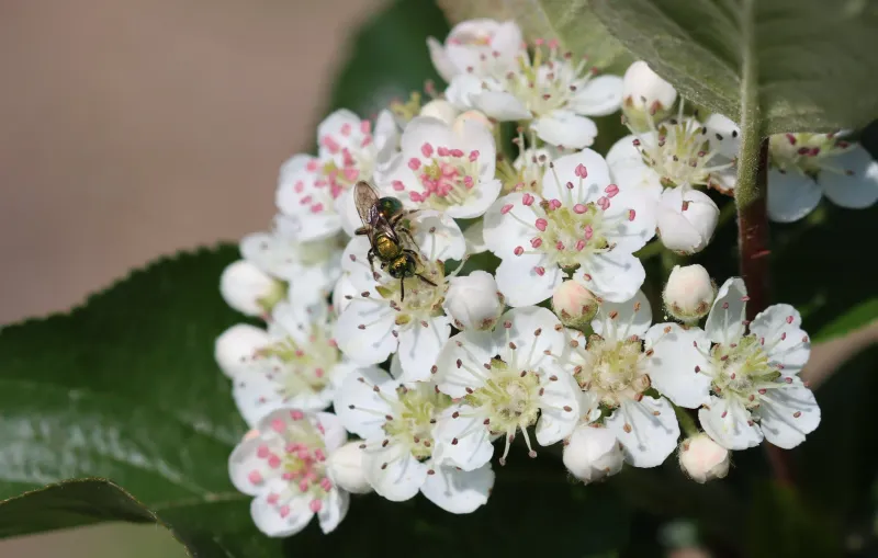 A Powerhouse For Pollinators And Local Wildlife A Powerhouse For Pollinators And Local Wildlife