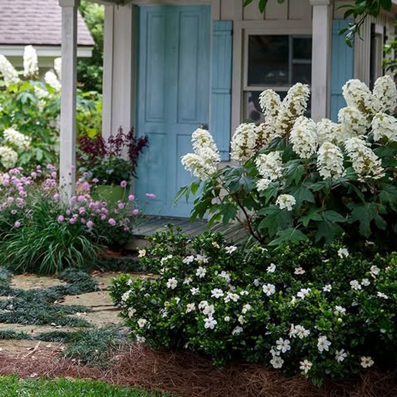 A Proper Mulch Layer Helps Oakleaf Hydrangeas Stay Fuller Through Summer A Proper Mulch Layer Helps Oakleaf Hydrangeas Stay Fuller Through Summer