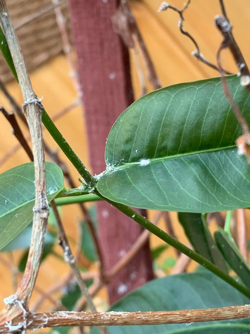 A Quick Pest Check Before Summer Stress Builds