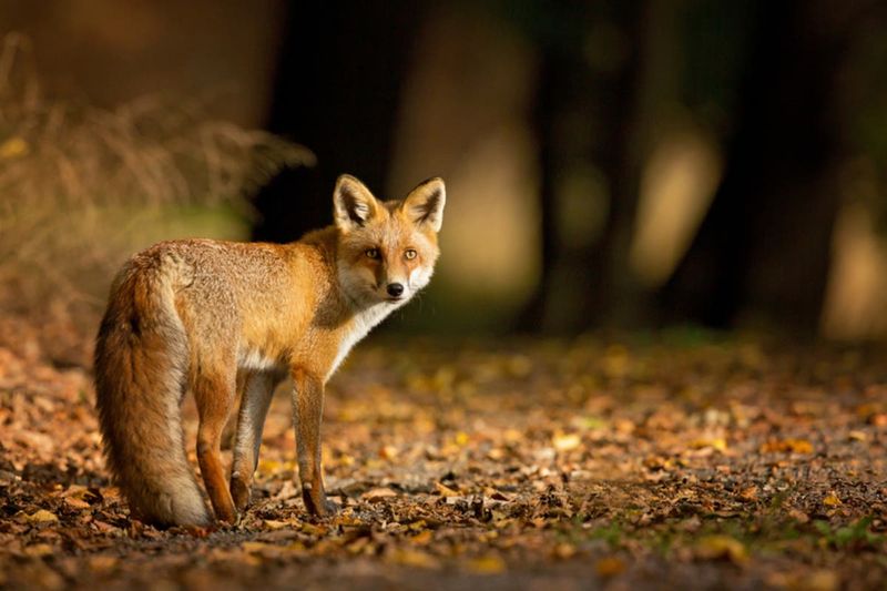 A Red Fox Sighting Reminds You To Respect Wild Neighbors